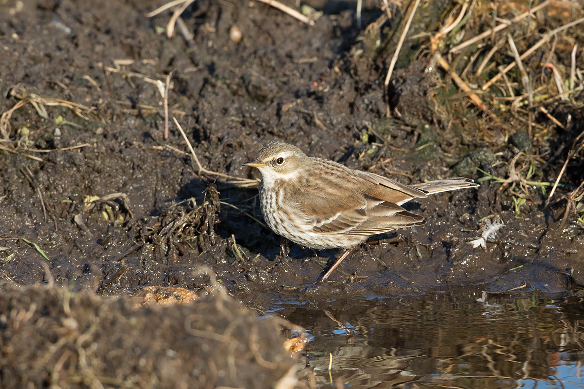 Anthus spinoletta Waterpieper Water Pipit